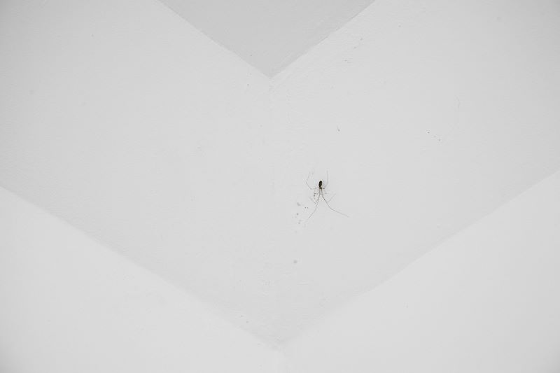 Pierre-Huyghe-CC-Spider-2.jpg